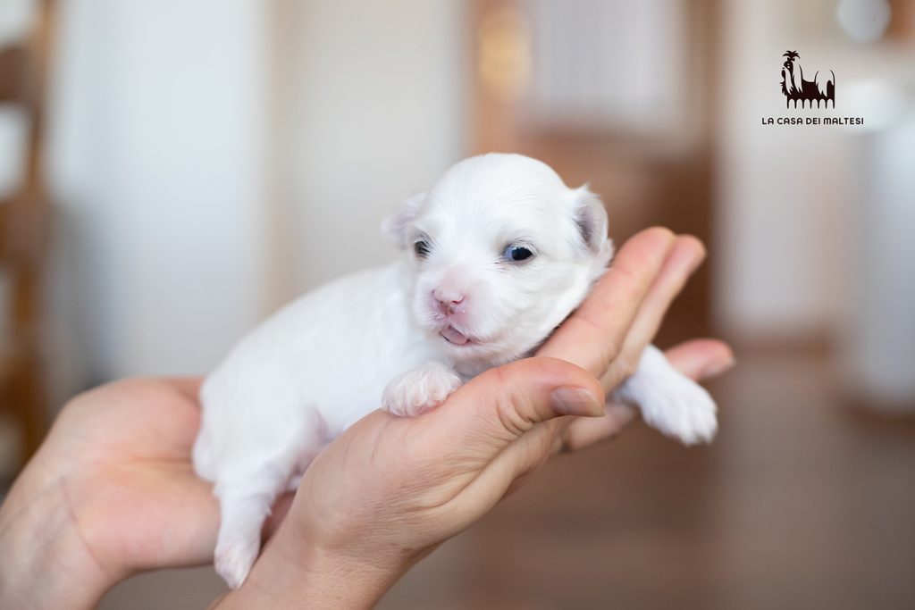 Cuccioli di Maltese con Pedigree ENCI – La Casa dei Maltesi (Cuneo)