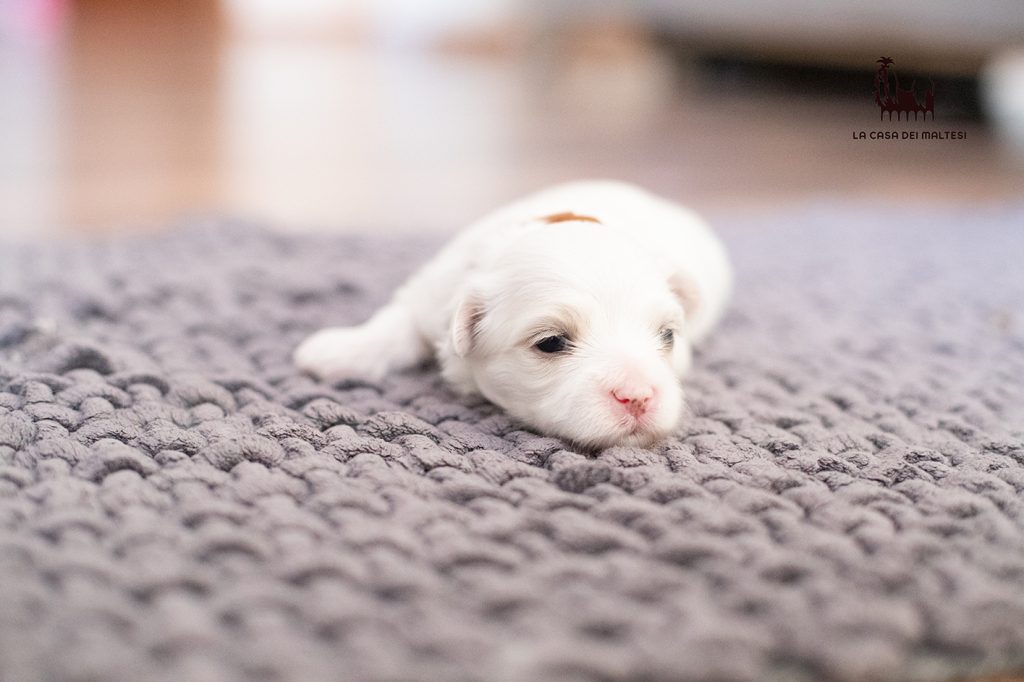 Cuccioli di Maltese con Pedigree ENCI – La Casa dei Maltesi (Cuneo)