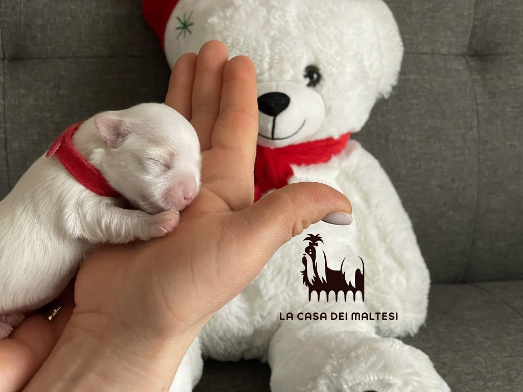 Cuccioli di Maltese con Pedigree ENCI – La Casa dei Maltesi (Cuneo)
