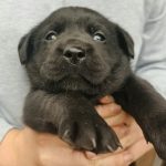 Cuccioli di Labrador Retriever con pedigree ENCI – Camugnano (BO)