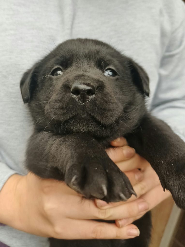 Cuccioli di Labrador Retriever con pedigree ENCI – Camugnano (BO)