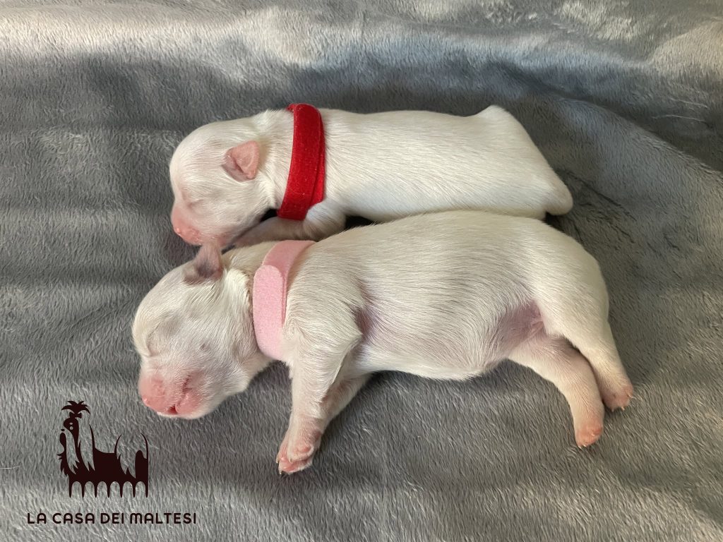 Cuccioli di Maltese con Pedigree ENCI – La Casa dei Maltesi (Cuneo)