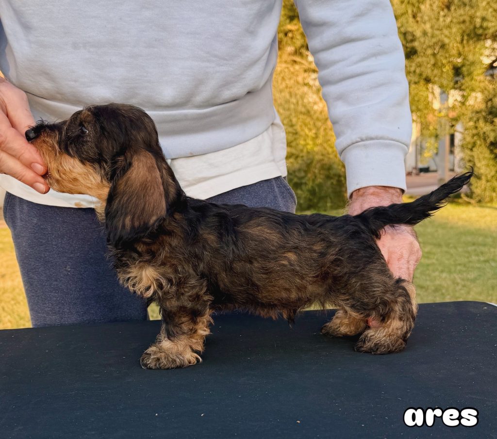 Cuccioli Di Bassotto Nano Pelo Duro - alta geneaologia