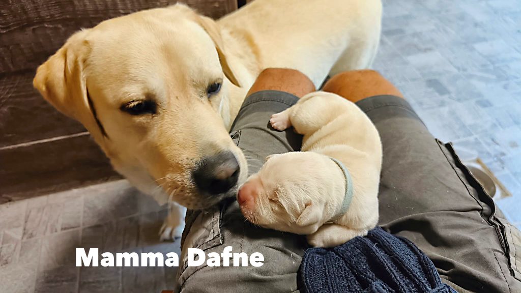 Cuccioli di Labrador Retriever con pedigree ENCI – Camugnano (BO)