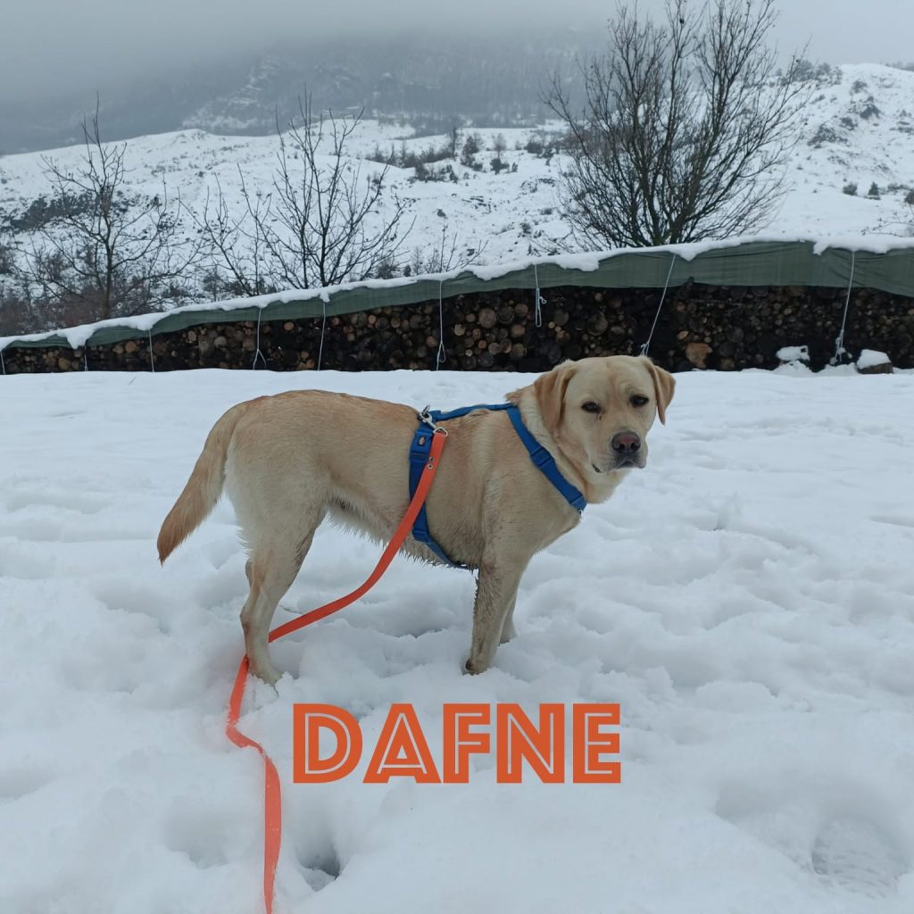 Cuccioli di Labrador Retriever con pedigree ENCI – Camugnano (BO)