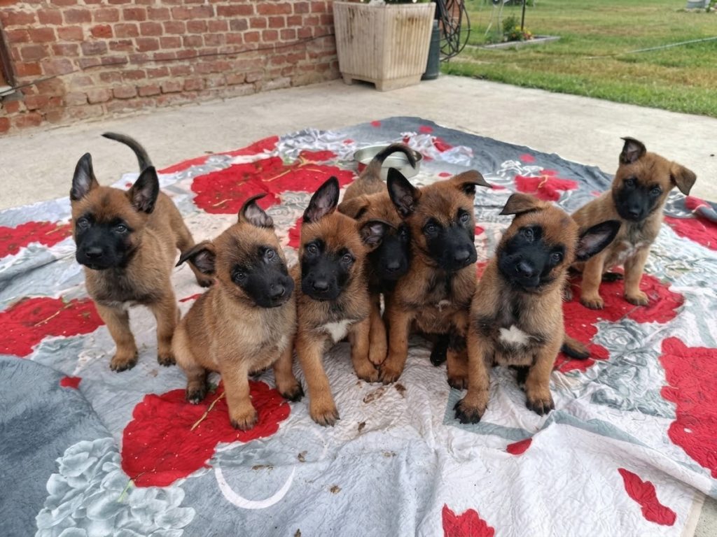 Vendita Cuccioli Pastore Belga Malinois - Cuccioli selezionati da lavoro e famiglia