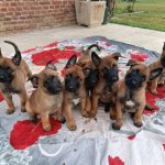 Vendita Cuccioli Pastore Belga Malinois - Cuccioli selezionati da lavoro e famiglia