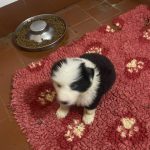 Border Collie Di Alta Genealogia