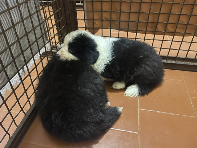 Border Collie Di Alta Genealogia