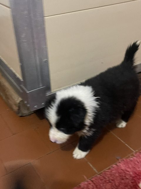 Border Collie Di Alta Genealogia