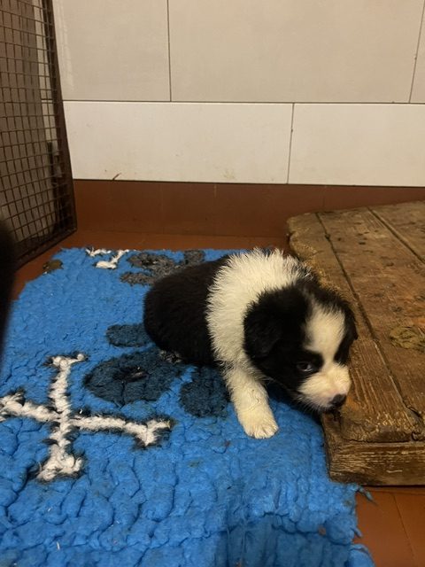 Border Collie Di Alta Genealogia