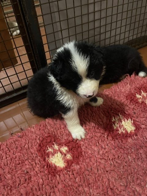 Border Collie Di Alta Genealogia