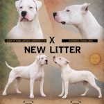 CUCCIOLI DOGO ARGENTINO