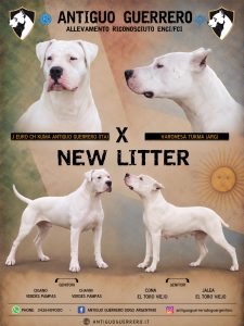 CUCCIOLI DOGO ARGENTINO
