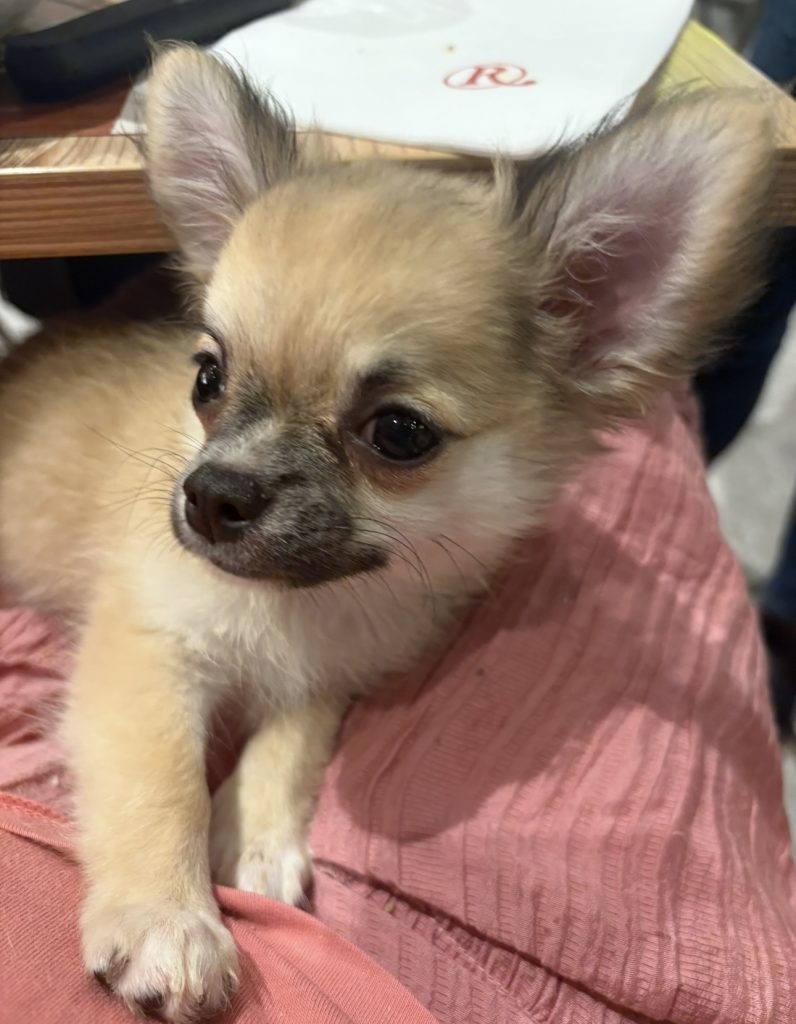 Chihuahua pelo lungo