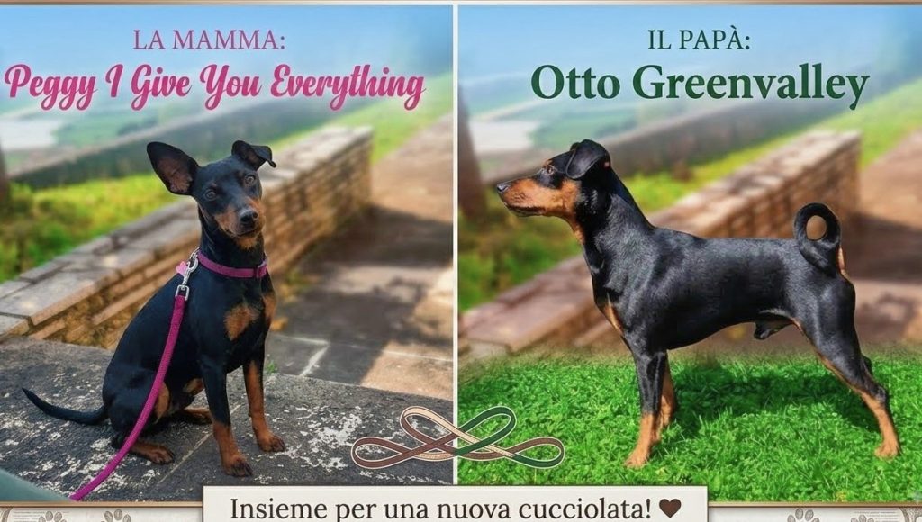 Zwergpinscher nero focato
