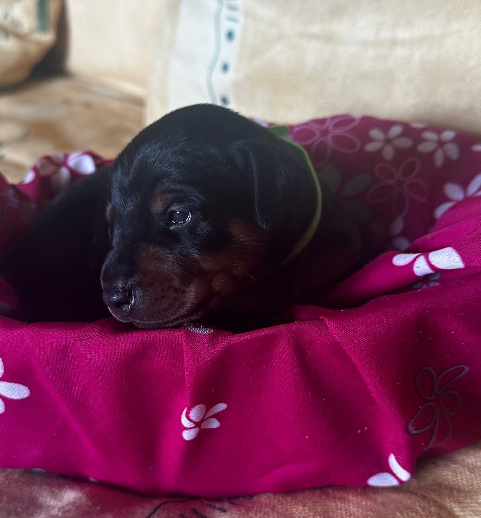 Zwergpinscher nero focato