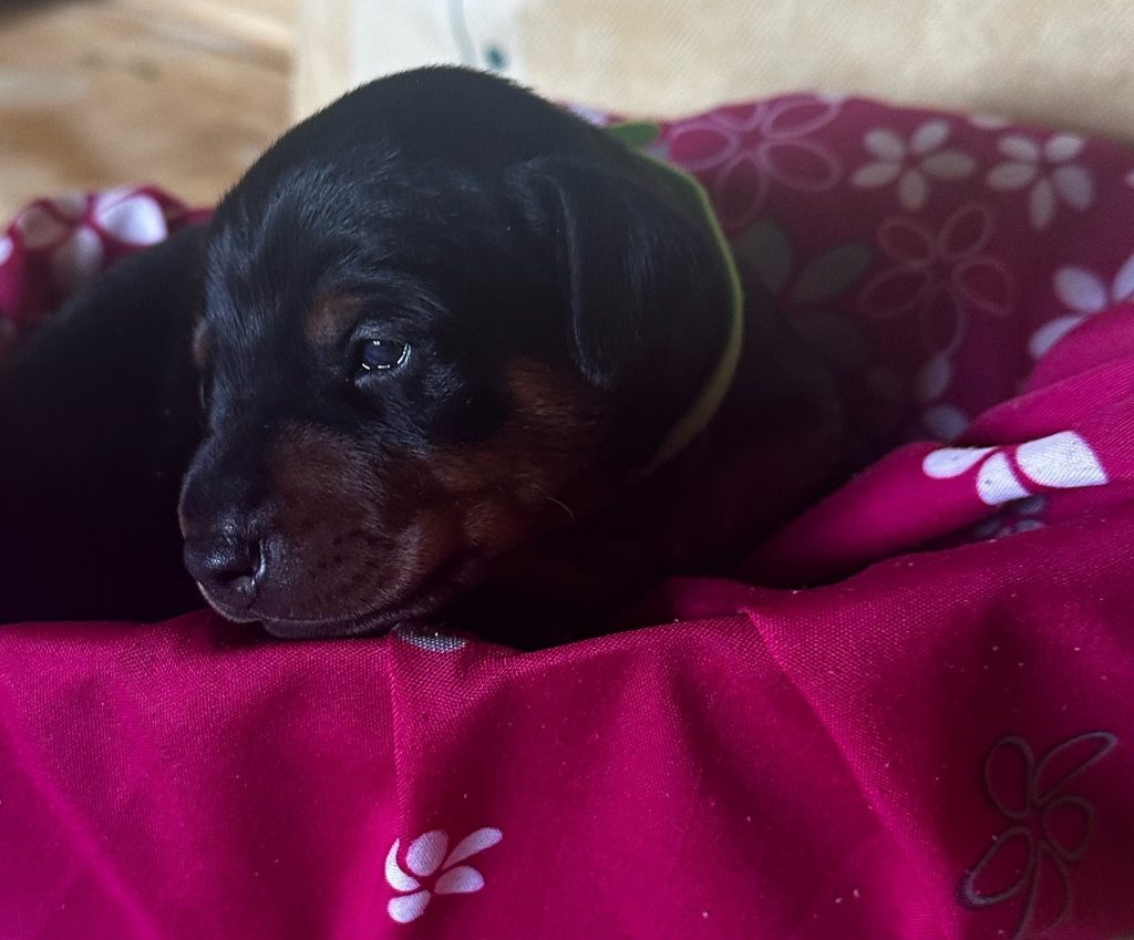 Zwergpinscher nero focato