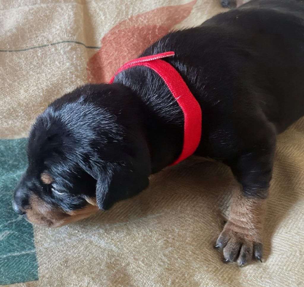 Zwergpinscher nero focato