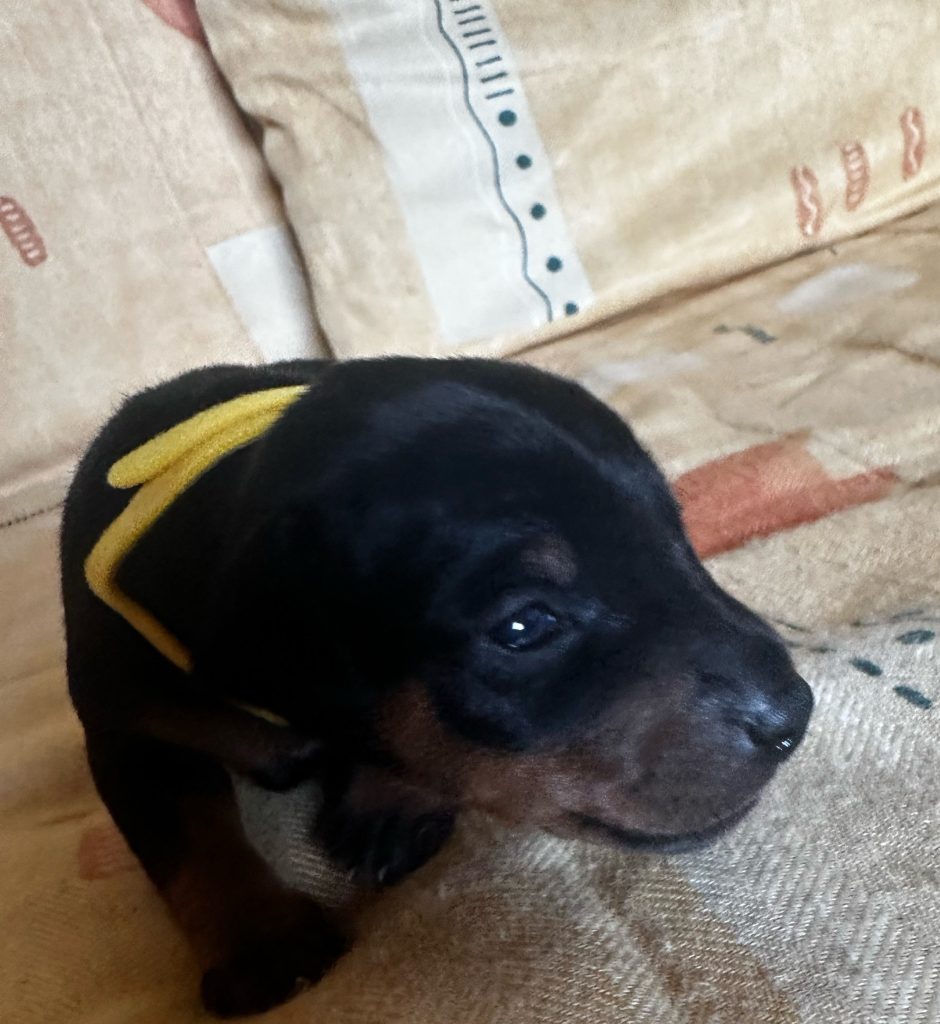 Zwergpinscher nero focato