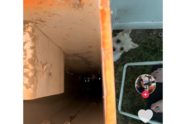Fa avanti e indietro dalla recinzione: il cane Chewy salva una vita