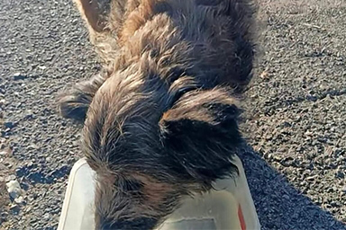 Ritrovato Francesco, il cane simbolo della città di Perugia