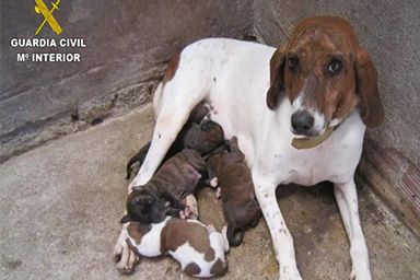 Cane sepolto vivo dal proprietario salvato in extremis