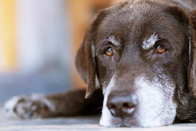 A Treviso nasce la prima casa di riposo per cani anziani