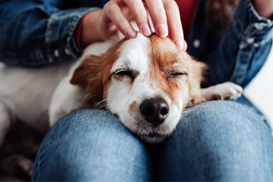 Uno studio: “Accarezzare il cane aiuta ad affrontare meglio gli eventi stressanti”