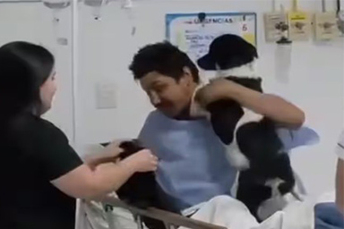 Il proprietario rimane ferito, il cane Menor segue la sua barella