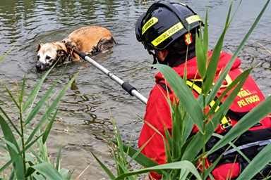 Cade nel fosso e rischia di annegare: cane anziano salvato dai Vigili del fuoco