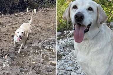 Dal rifugio a cane da soccorso e rifugio: la storia di Canyon