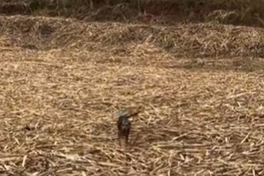 Mamma Florzinha protegge i suoi cuccioli fino al salvataggio: erano stati abbandonati in un campo