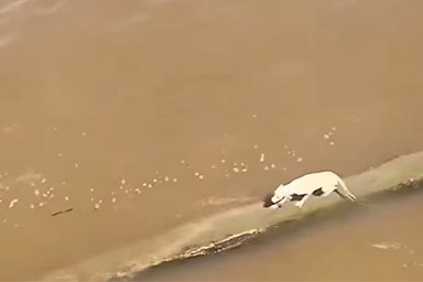 Cane alla deriva in mezzo al Rio delle Amazzoni: nave da pesca lo salva