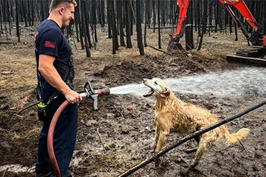Vigili del fuoco intervengono dopo segnalazione e regalano una bella giornata a un cane