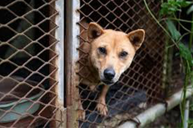 In Corea del Sud settanta cani salvati dalla macellazione