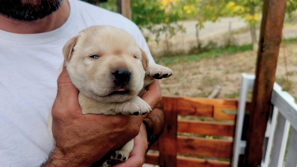 Cuccioli di Labrador Retriever con pedigree ENCI – Camugnano (BO)