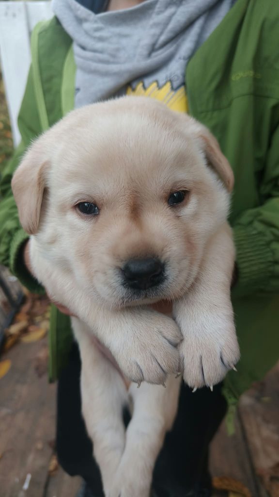 Cuccioli di Labrador Retriever con pedigree ENCI – Camugnano (BO)