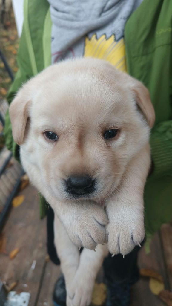 Cuccioli di Labrador Retriever con pedigree ENCI – Camugnano (BO)