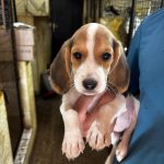 CUCCIOLI DI BEAGLE---PRONTA CONSEGNA