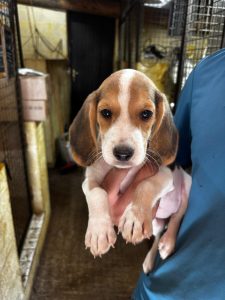CUCCIOLI DI BEAGLE---PRONTA CONSEGNA