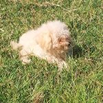 CUCCIOLI DI MALTIPOO (incrocio barboncino/maltese)