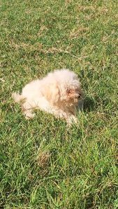 CUCCIOLI DI MALTIPOO (incrocio barboncino/maltese)