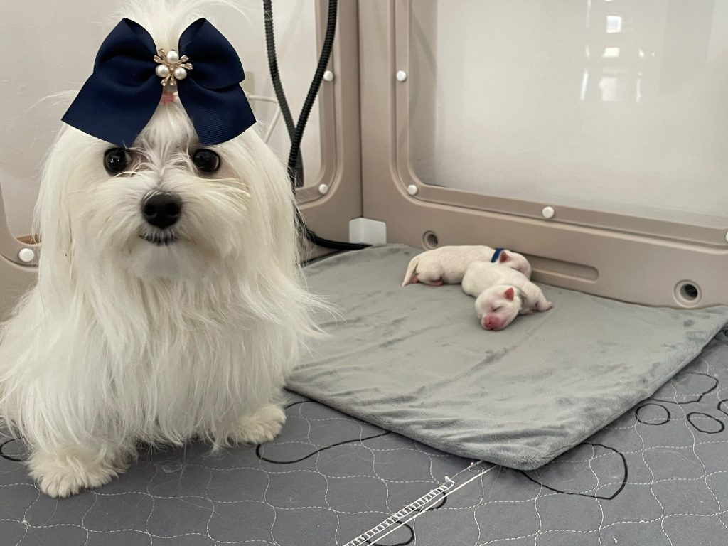 Cuccioli di Maltese con Pedigree ENCI – La Casa dei Maltesi (Cuneo)