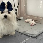 Cuccioli di Maltese con Pedigree ENCI – La Casa dei Maltesi (Cuneo)