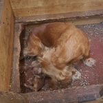 CucciolO di COCKER