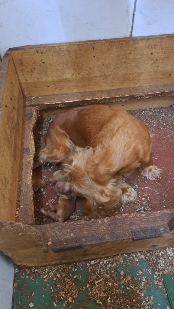 CucciolO di COCKER