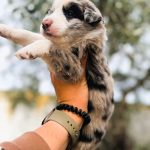 Border collie Blue merle