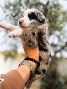 Border collie Blue merle