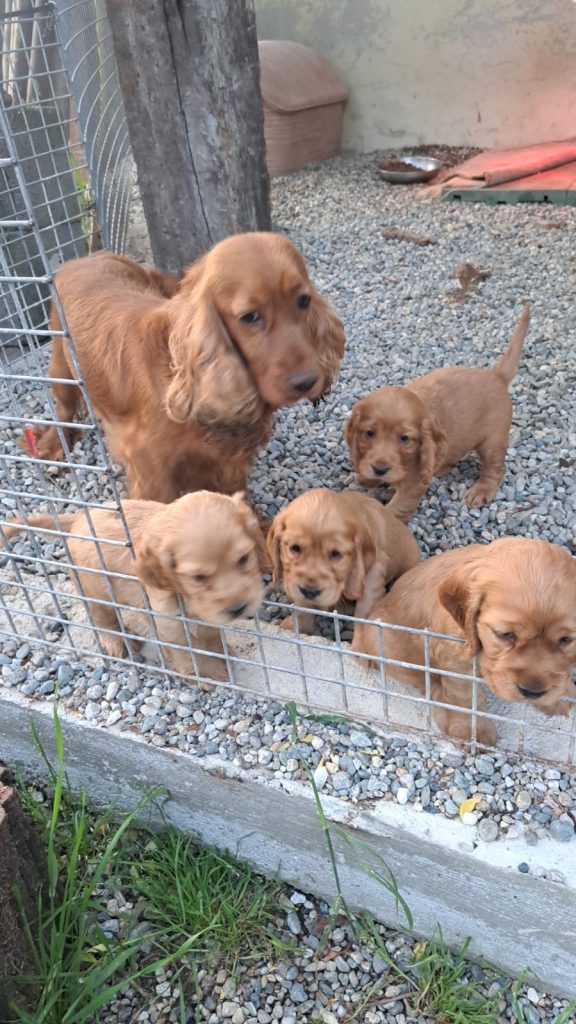 CucciolO di COCKER